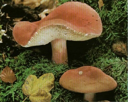   - Russula lepida (Russula rosacea)